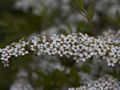 Spiraea x cinerea Grefsheim Tawuła